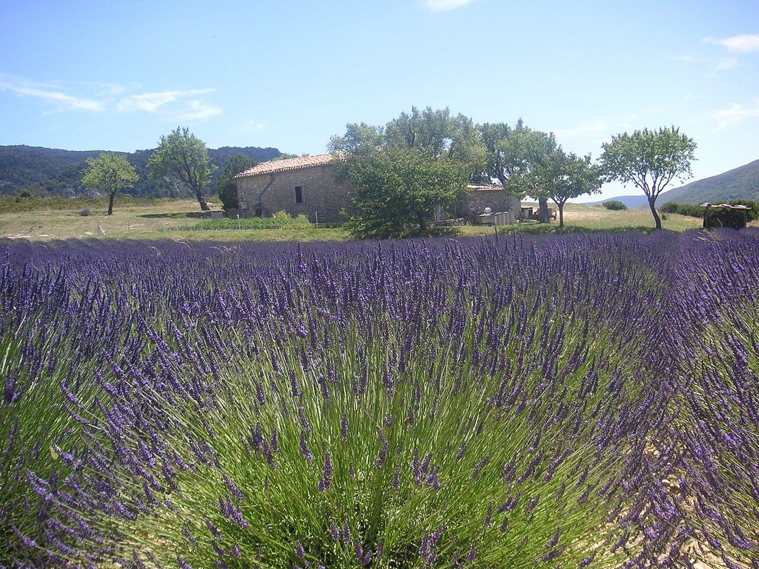 Un champ de lavande en Provence