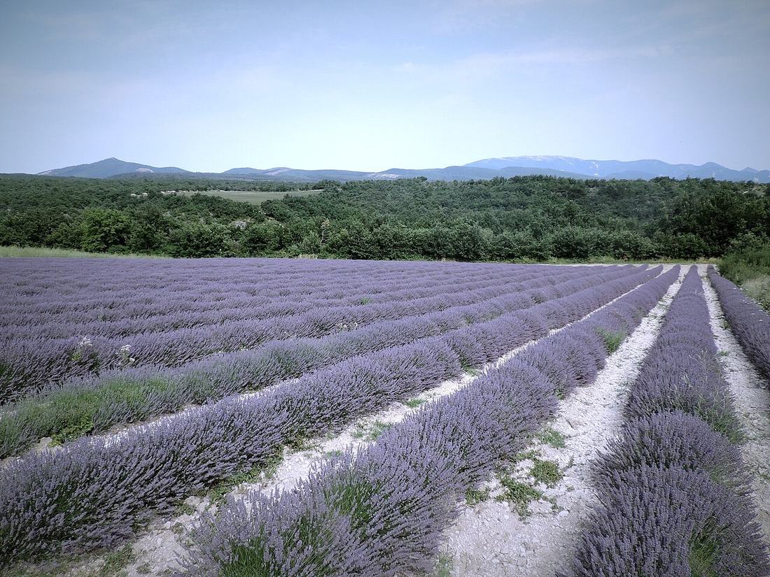 Champs de lavande en Provence