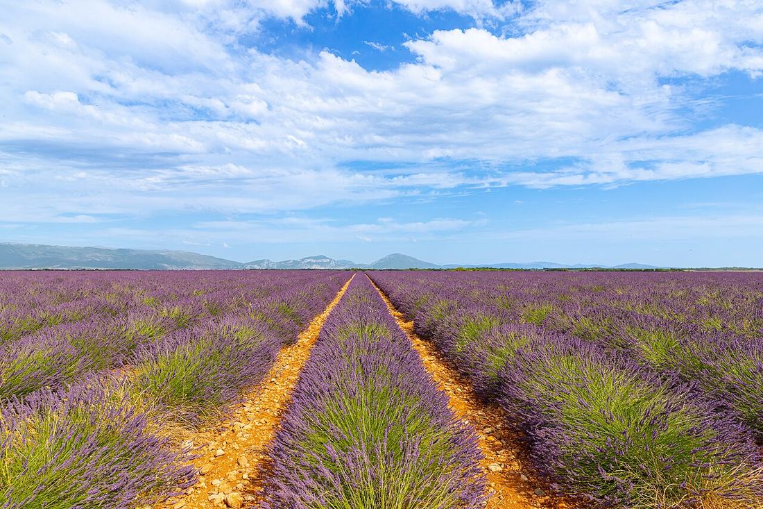 Un champ de lavande en Provence